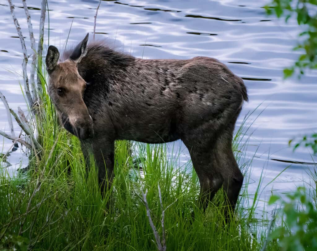 Cow Moose, Grand Teton National Park