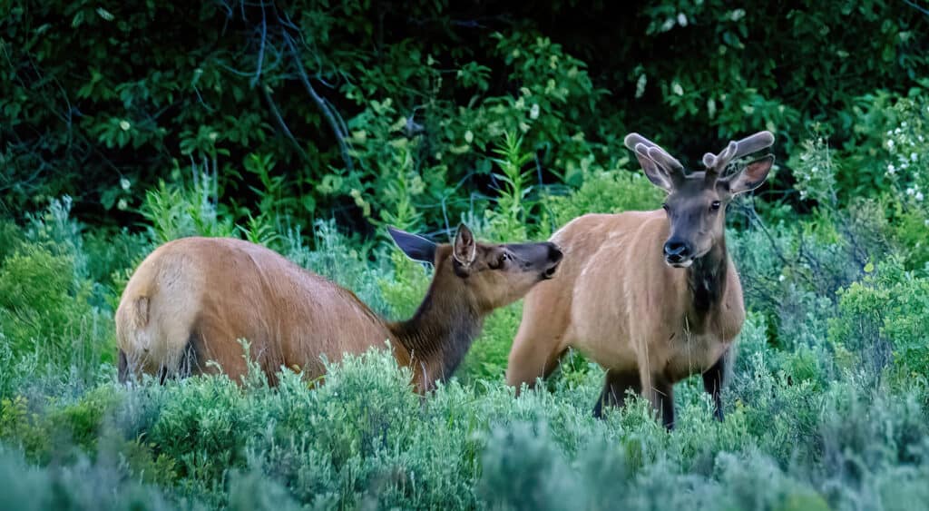Elk Pair, Grand Teton National Park