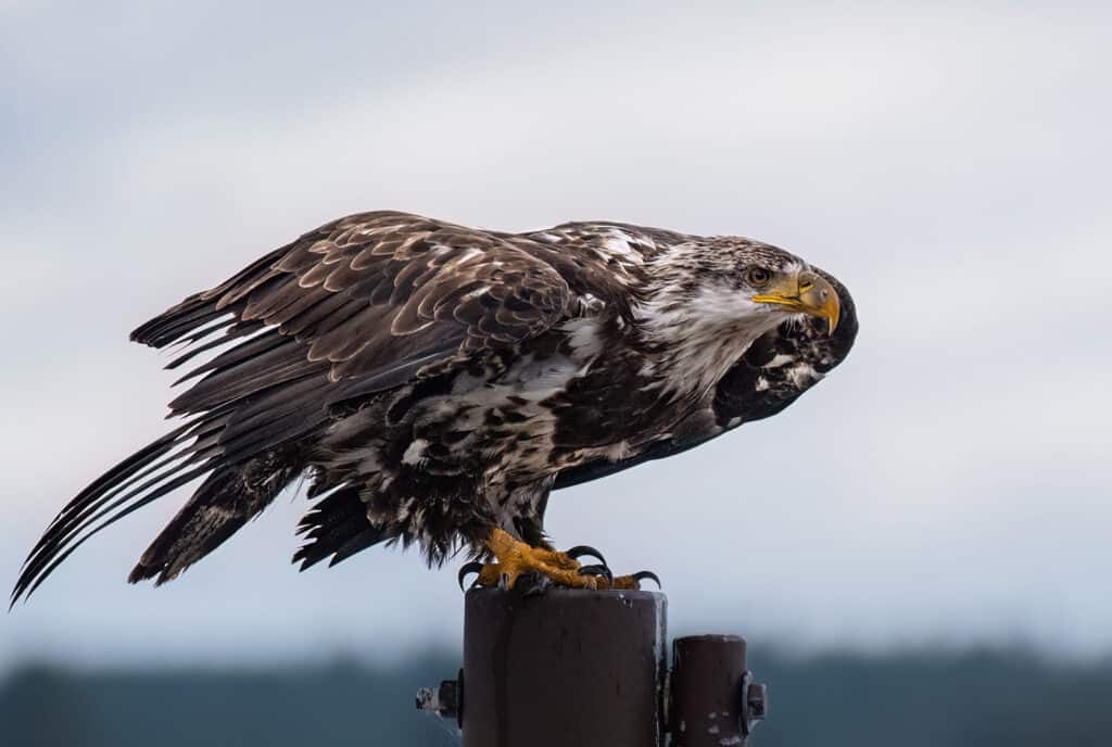 Juvenile Bald Eagle, Grand Teton National Park