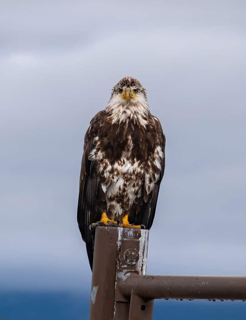Juvenile Bald Eagle, Grand Teton NP