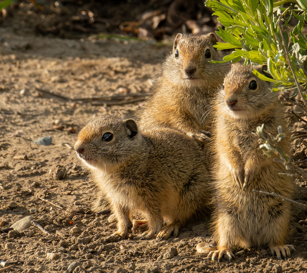 Uintah Ground Squirrels, Jackson Hole, WY