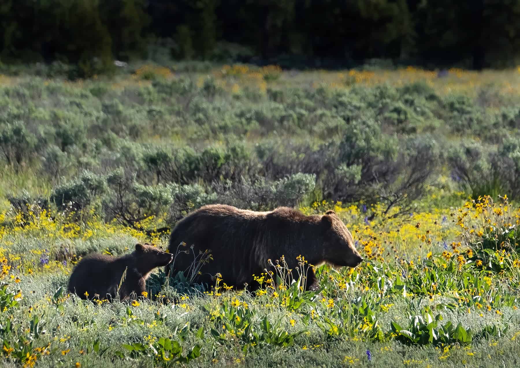 Grizzly 399 and Cub-of-the-year