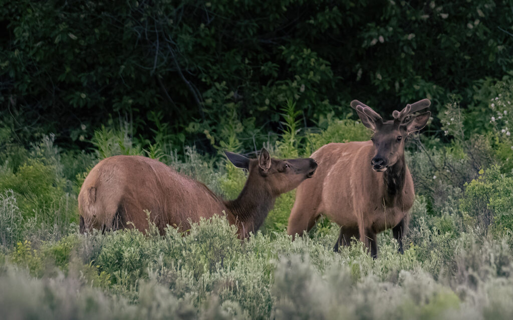 Elk pair in Grand Teton National Park
