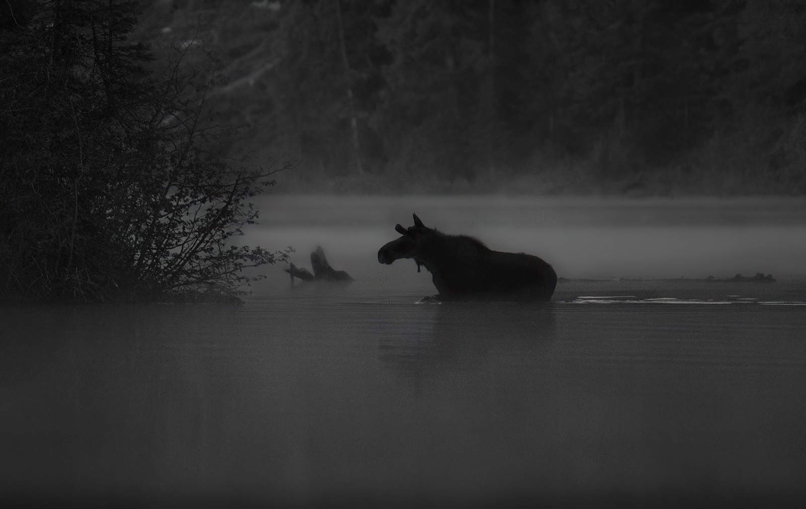 Misty Moose Crossing String Lake, Tetons